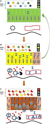 Hsp60 as a Novel Target in IBD Management: A Prospect